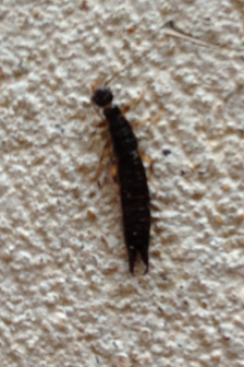 Earwig