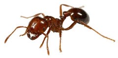 Fire Ant