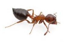 Acrobat Ant